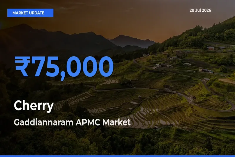 Top Performer! Gaddiannaram APMC, Ranga Reddy, Telangana Offers Best Cherry Price Today