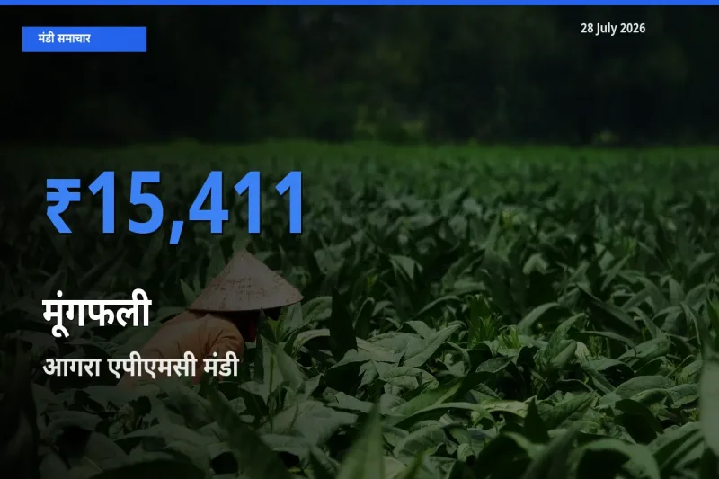 आगरा एपीएमसी, उत्तर प्रदेश मंडी में आज मूंगफली के सबसे ऊँचे दाम दर्ज
