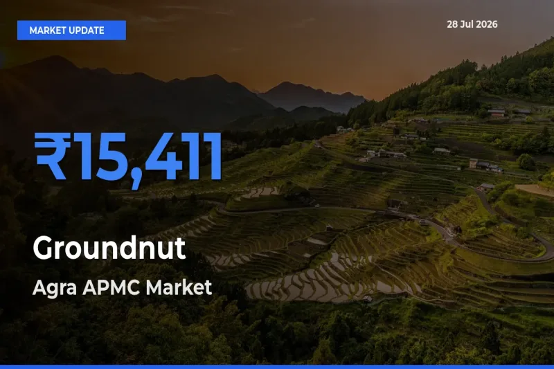 Top Performer! Agra APMC, Uttar Pradesh Offers Best Groundnut Price Today