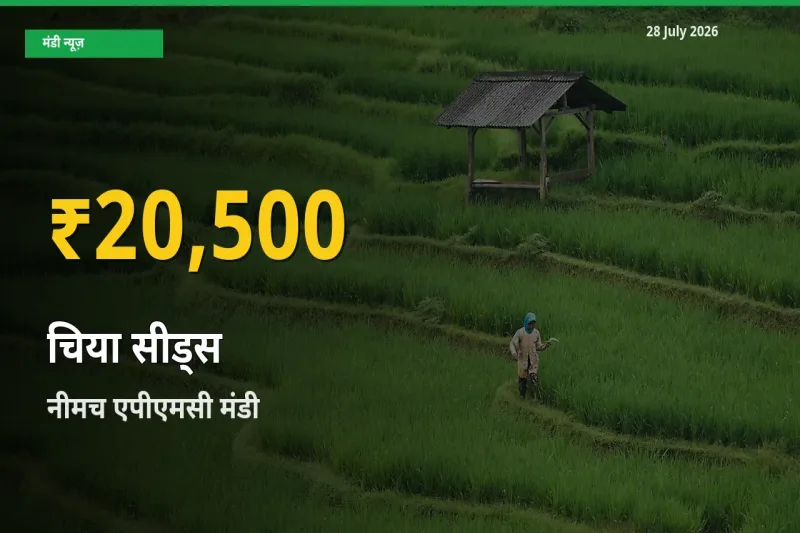 चिया सीड्स के दामों ने बनाया नया रिकॉर्ड, नीमच एपीएमसी, मध्य प्रदेश में तेज़ी