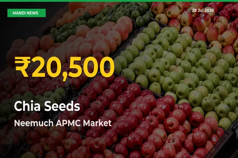 Big Jump in Chia Seeds Prices! Neemuch APMC, Madhya Pradesh Records New Peak Today