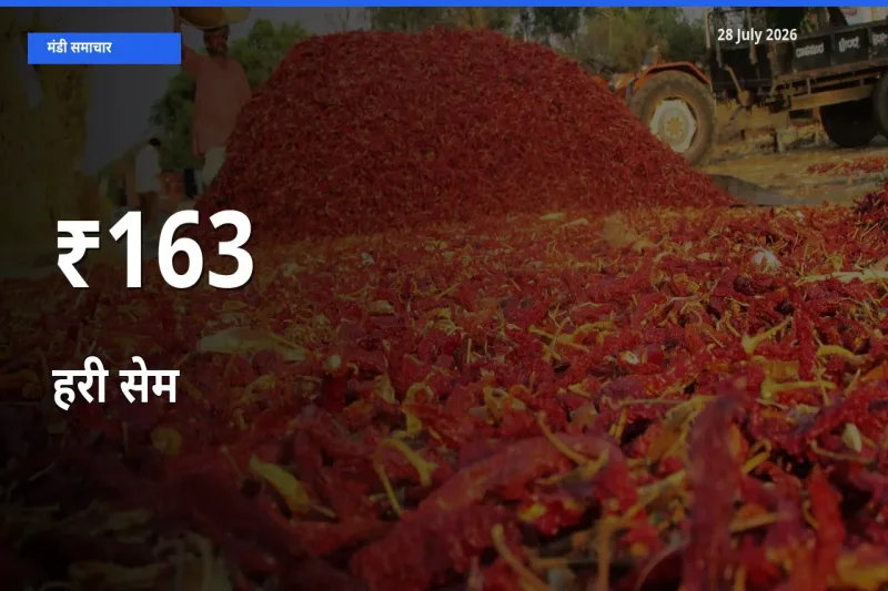 163+ मंडियों में हरी सेम के दामों का एक जैसा ट्रेंड