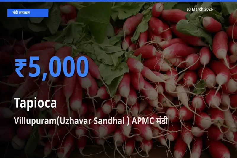 Villupuram(Uzhavar Sandhai ) APMC में साबूदाना का आज सबसे ऊँचा भाव