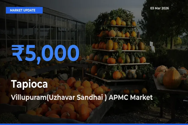 Top Performer! Villupuram(Uzhavar Sandhai ) APMC Offers Best Tapioca Price Today