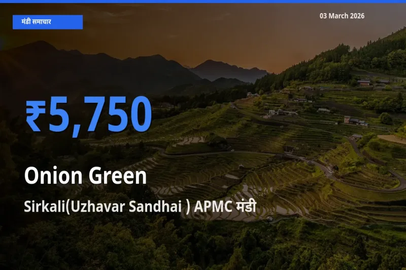 बाज़ार संकेत: Sirkali(Uzhavar Sandhai ) APMC बना प्याज हरा के लिए आज की टॉप मंडी