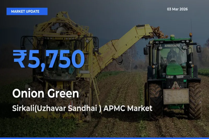 Farmers Prefer Sirkali(Uzhavar Sandhai ) APMC as Onion Green Hits Highest Rate