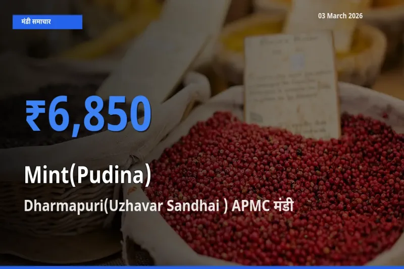 आज पुदीना के सबसे ऊँचे दाम ₹6,850 Dharmapuri(Uzhavar Sandhai ) APMC मंडी में