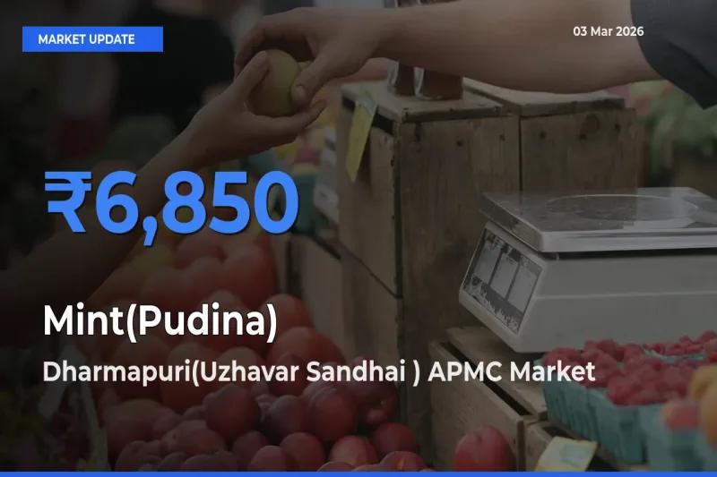 Dharmapuri(Uzhavar Sandhai ) APMC Emerges as Top Mandi for Mint(Pudina) Prices Today