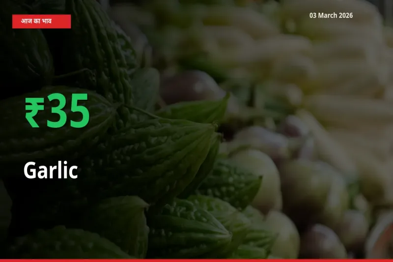 तेज़ तेजी! मंडी में लहसुन के दाम 34.77% चढ़े