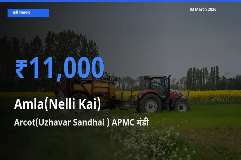 Arcot(Uzhavar Sandhai ) APMC मंडी में आज आंवला के सबसे ऊँचे दाम दर्ज