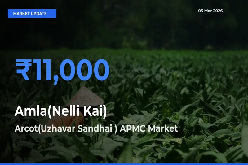 Arcot(Uzhavar Sandhai ) APMC Tops Amla(Nelli Kai) Mandi Rates Today