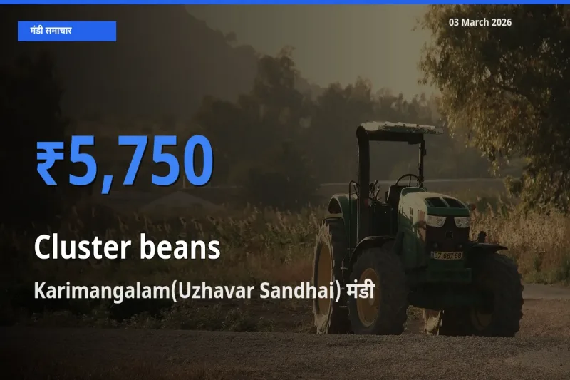 आज ग्वार फली के सबसे ऊँचे दाम ₹5,750 Karimangalam(Uzhavar Sandhai) मंडी में