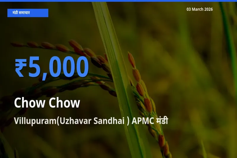 आज चाउ चाउ के सबसे ज़्यादा दाम Villupuram(Uzhavar Sandhai ) APMC मंडी में दर्ज