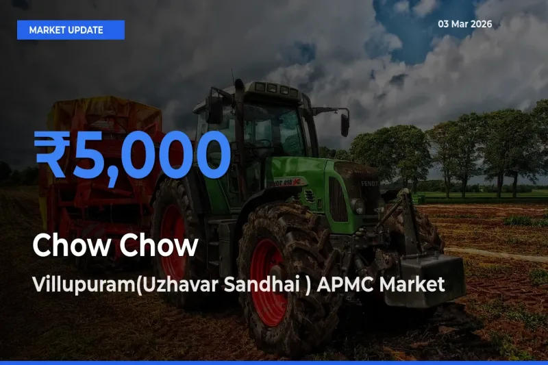 Market Watch: Villupuram(Uzhavar Sandhai ) APMC Becomes Top Mandi for Chow Chow