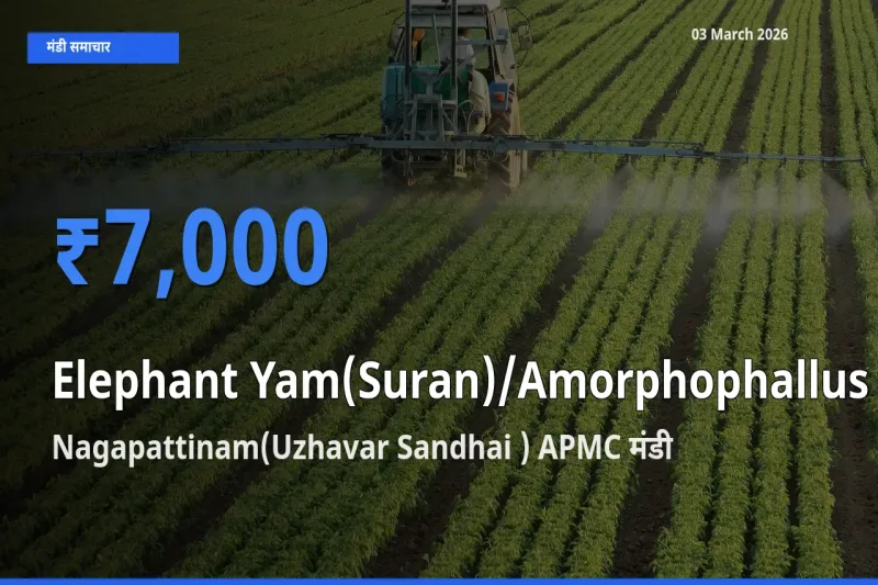 Nagapattinam(Uzhavar Sandhai ) APMC में जिमीकंद (सूरन) का आज सबसे ऊँचा भाव