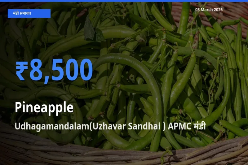 Udhagamandalam(Uzhavar Sandhai ) APMC मंडी में आज अनानास के सबसे ऊँचे दाम दर्ज