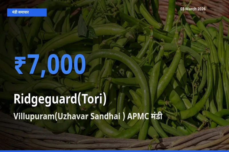 Villupuram(Uzhavar Sandhai ) APMC में तोरई का आज सबसे ऊँचा भाव