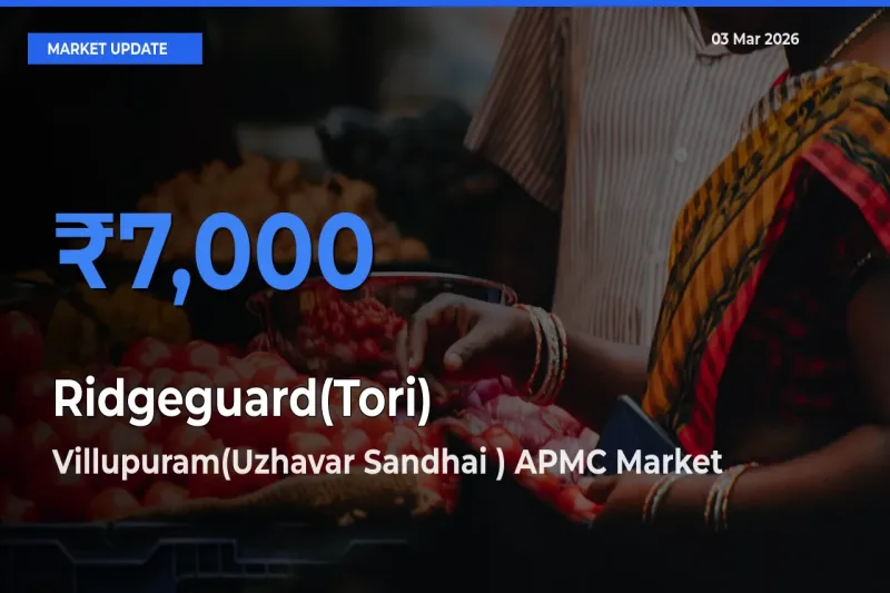 Villupuram(Uzhavar Sandhai ) APMC Tops Ridgeguard(Tori) Mandi Rates Today