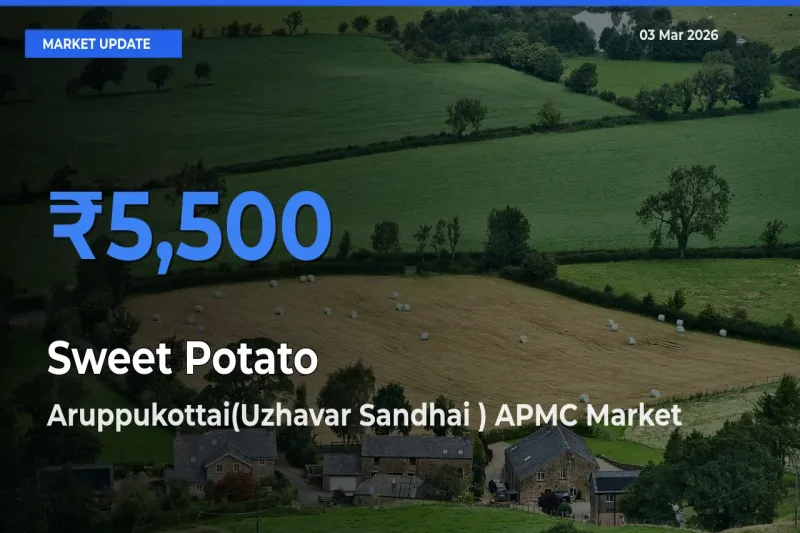 Sweet Potato Mandi Rate Today: Aruppukottai(Uzhavar Sandhai ) APMC Tops the List