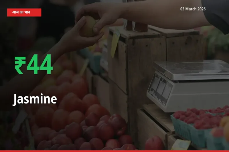 तेज़ तेजी! मंडी में चमेली के दाम 43.94% चढ़े