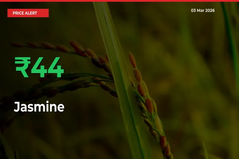 Why Jasmine Prices Rose 43.94% in a Day at Mandis