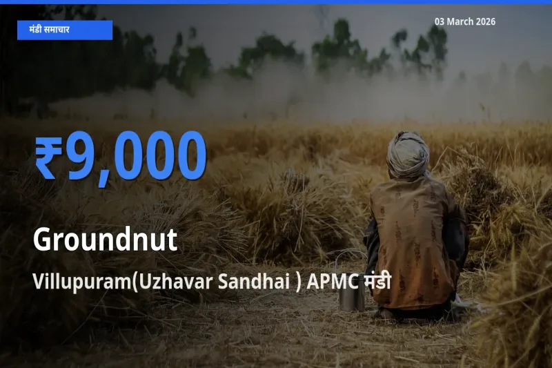 03 March अपडेट: मूंगफली के सबसे ऊँचे दाम Villupuram(Uzhavar Sandhai ) APMC मंडी में