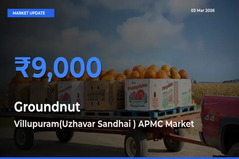 Villupuram(Uzhavar Sandhai ) APMC Records Highest ₹9,000 Rate for Groundnut