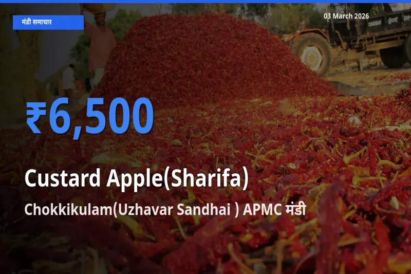 Chokkikulam(Uzhavar Sandhai ) APMC में शरीफा का आज सबसे ऊँचा भाव