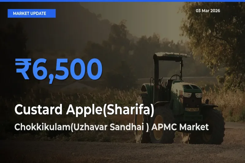 Custard Apple(Sharifa) Mandi Rate Today: Chokkikulam(Uzhavar Sandhai ) APMC Tops the List
