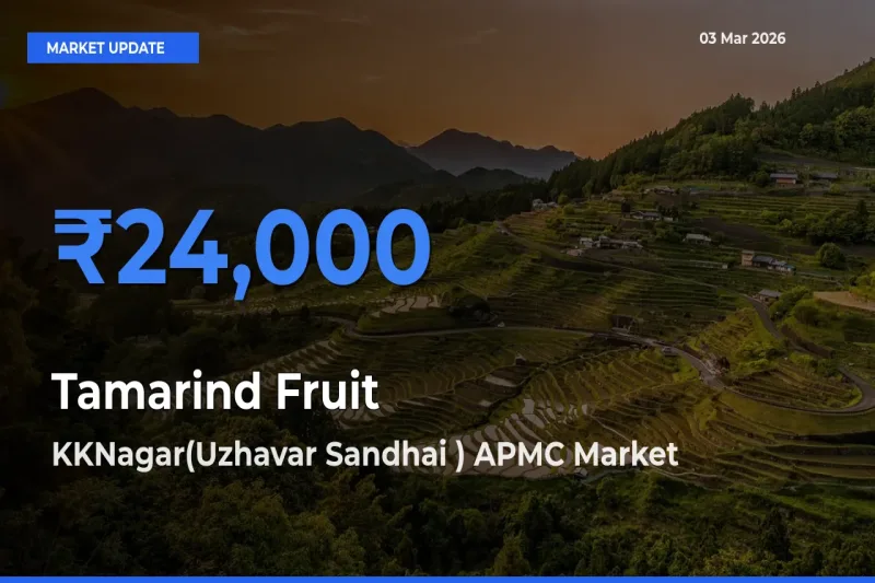 KKNagar(Uzhavar Sandhai ) APMC Records Highest ₹24,000 Rate for Tamarind Fruit
