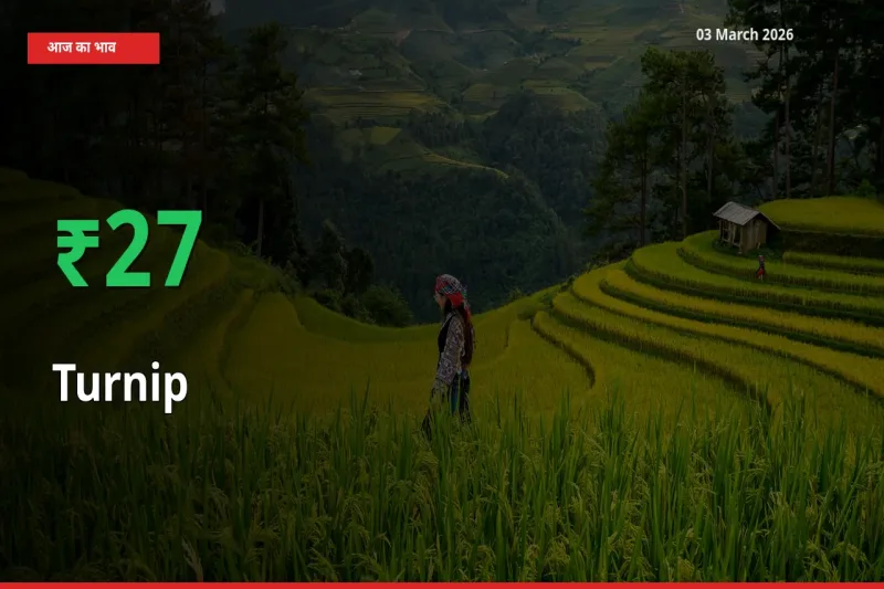 तेज़ तेजी! मंडी में शलजम के दाम 27.19% चढ़े