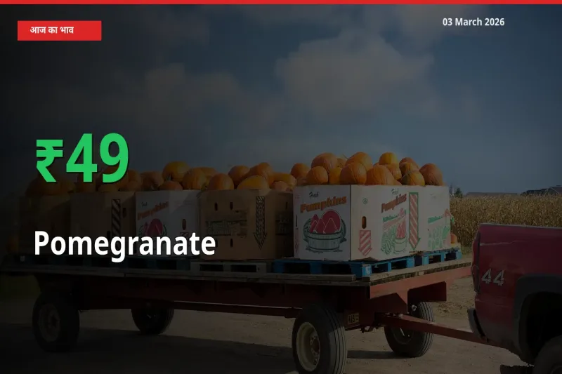 अचानक तेजी! मंडी में अनार के दाम 49.36% चढ़े