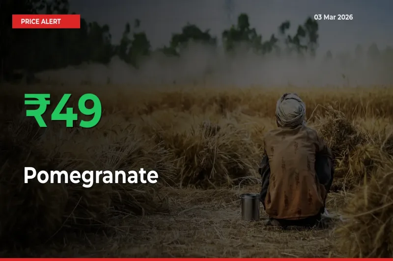 Why Pomegranate Prices Rose 49.36% in a Day at Mandis