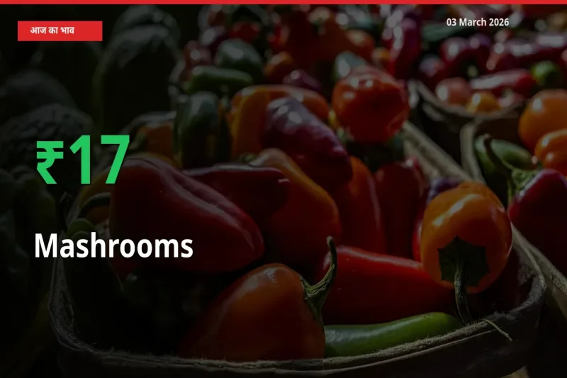 03 March अपडेट: मशरूम के दाम मंडी में 16.8% उछले