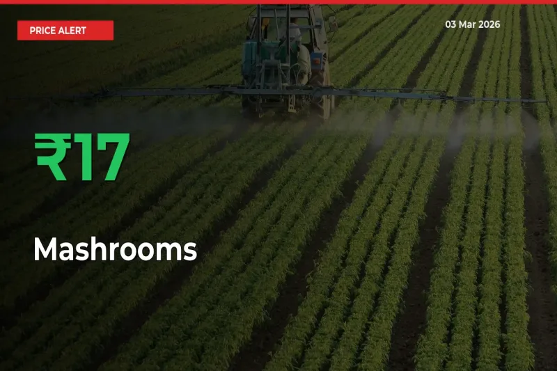 Mashrooms Rises 16.8% at Mandis