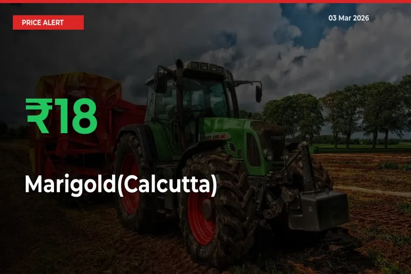 Marigold(Calcutta) Mandi Rate Today: Prices Jump 18.46% at Market