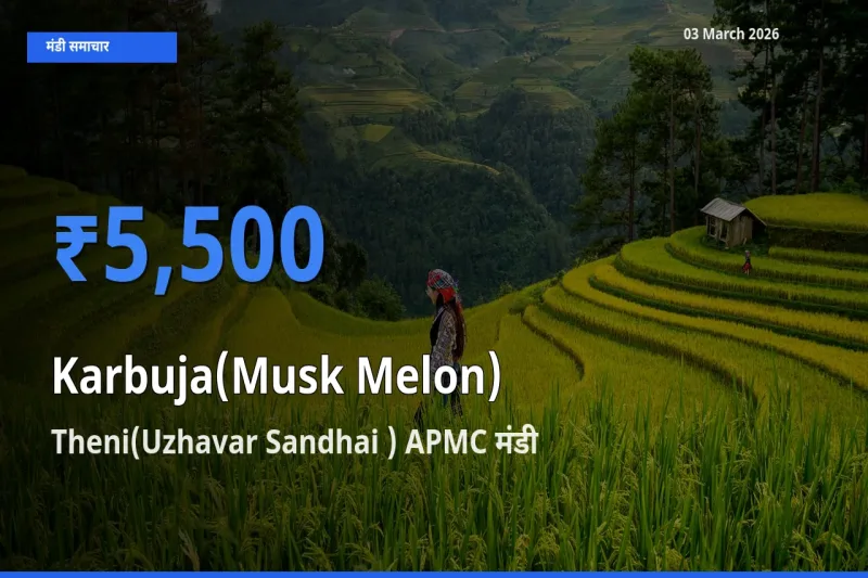 आज खरबूजा के सबसे ऊँचे दाम ₹5,500 Theni(Uzhavar Sandhai ) APMC मंडी में