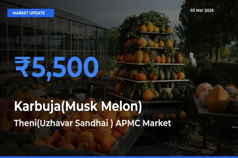 Market Watch: Theni(Uzhavar Sandhai ) APMC Becomes Top Mandi for Karbuja(Musk Melon)