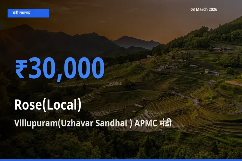 बाज़ार संकेत: Villupuram(Uzhavar Sandhai ) APMC बना गुलाब(स्थानीय) के लिए आज की टॉप मंडी