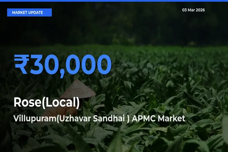 Rose(Local) Mandi Rate Today: Villupuram(Uzhavar Sandhai ) APMC Tops the List