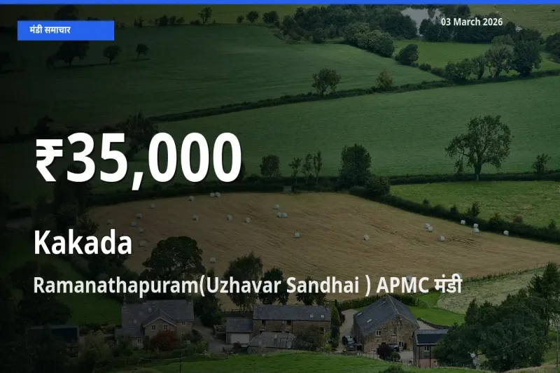 किसानों के लिए चिंता का विषय? काकड़ा के दाम Ramanathapuram(Uzhavar Sandhai ) APMC में 30 दिन के न्यूनतम स्तर पर
