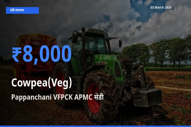 Pappanchani VFPCK APMC मंडी में आज लोबिया फली के सबसे ऊँचे दाम दर्ज