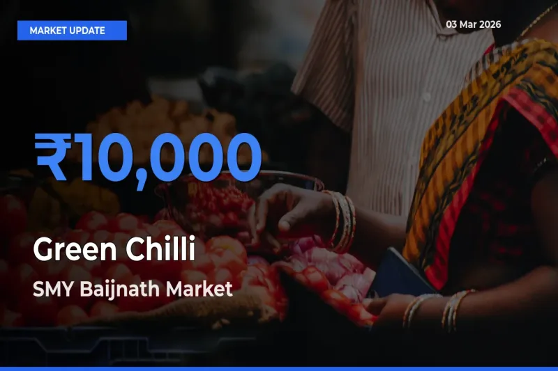 SMY Baijnath Records Highest ₹10,000 Rate for Green Chilli