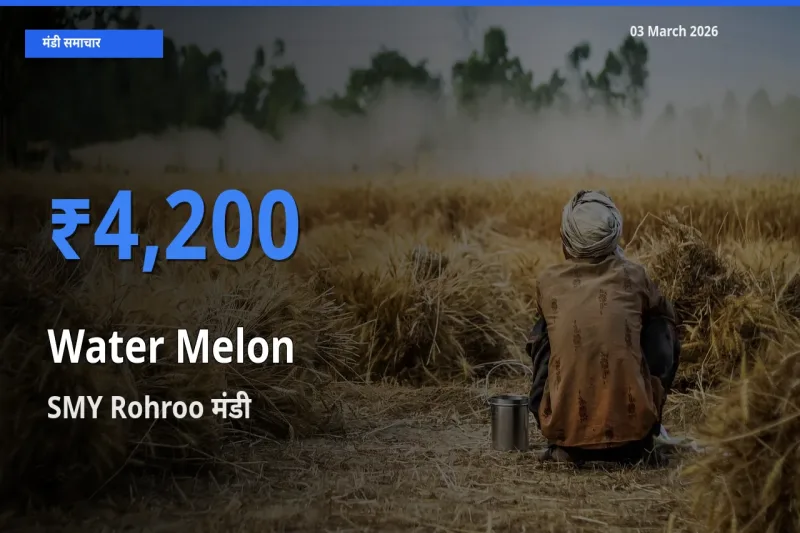 बाज़ार संकेत: SMY Rohroo बना तरबूज के लिए आज की टॉप मंडी