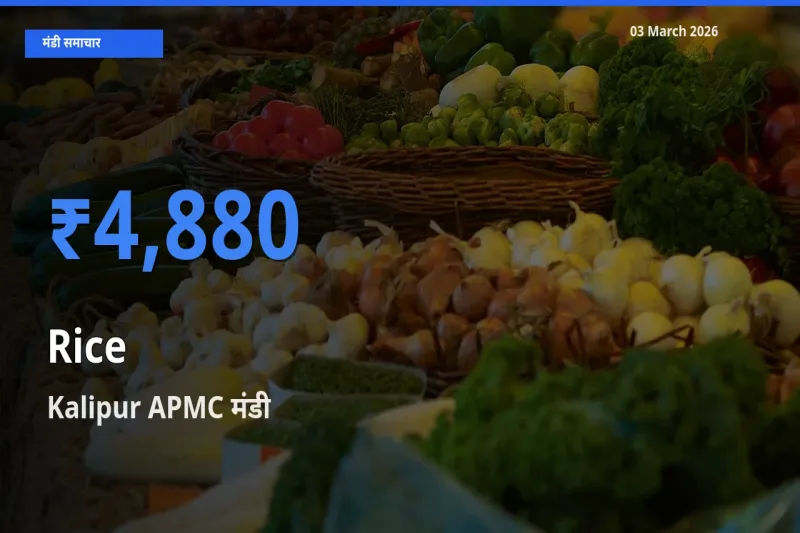 Kalipur APMC मंडी में चावल ₹4,880 पर पहुँचा – आज का सर्वोच्च भाव