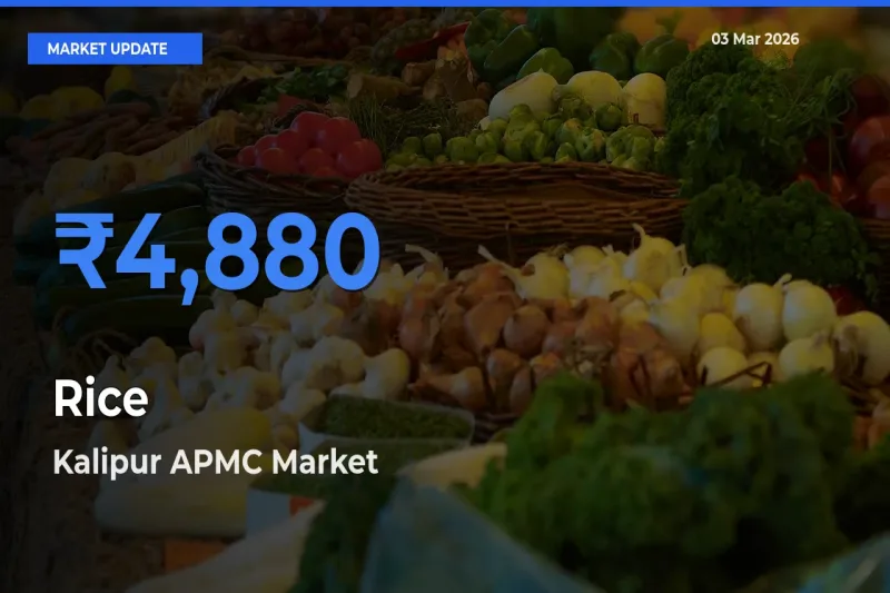 Market Watch: Kalipur APMC Becomes Top Mandi for Rice