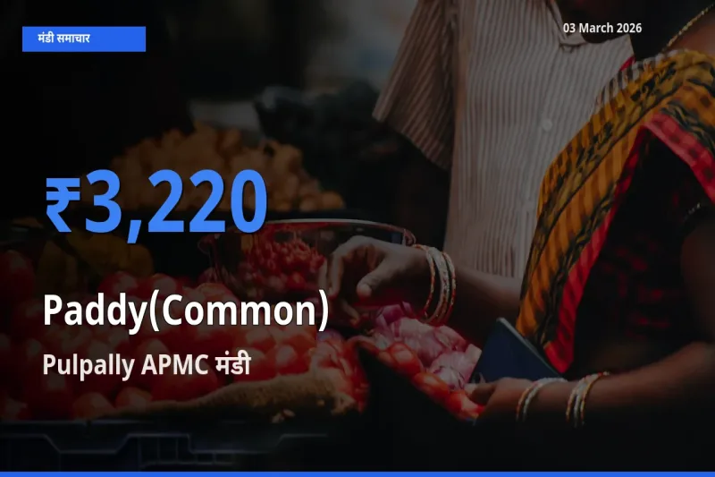 टॉप मंडी बना Pulpally APMC! धान (सामान्य) के सबसे ऊँचे दाम यहीं दर्ज