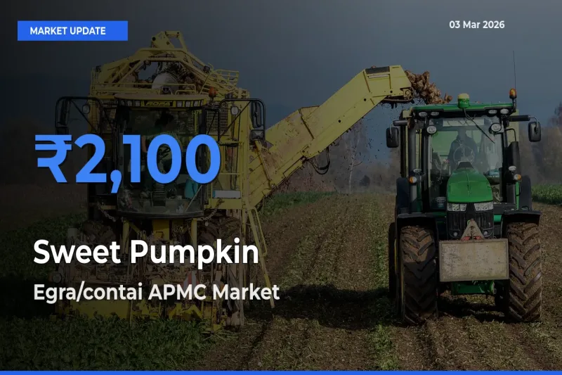 Egra/contai APMC Leads as Top Mandi for Sweet Pumpkin Prices