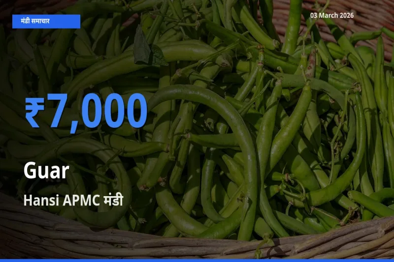 टॉप मंडी बना Hansi APMC! ग्वार के सबसे ऊँचे दाम यहीं दर्ज