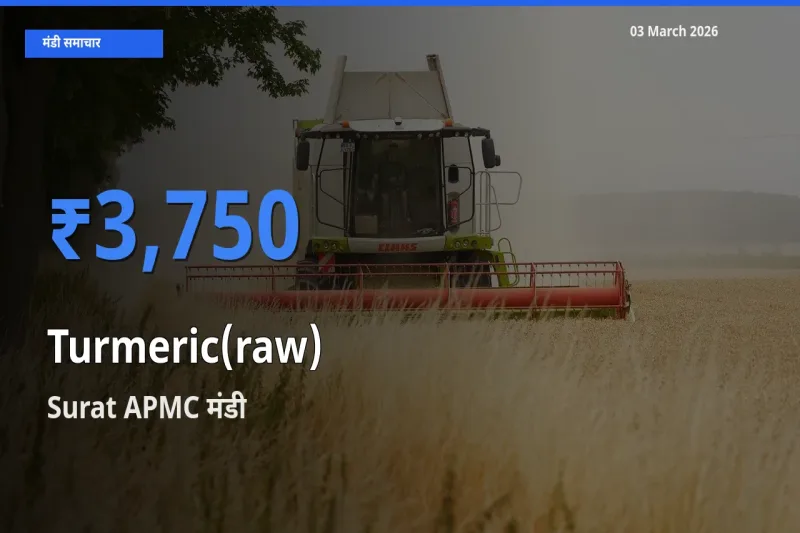 किसानों की पसंद बना Surat APMC, हल्दी (कच्ची) के सबसे अच्छे दाम